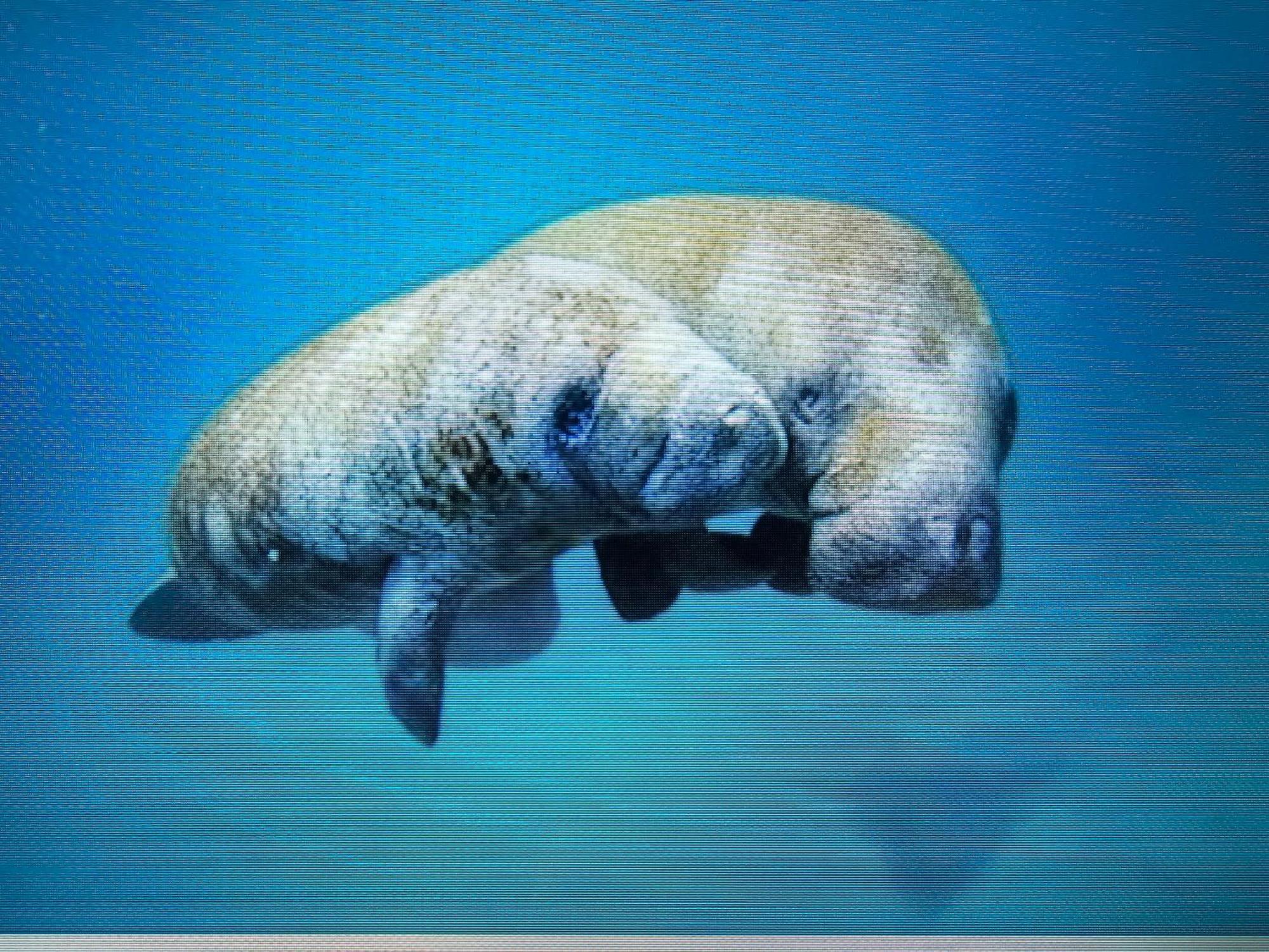 Manatee Watch Den Apartment คริสตัลริเวอร์ ภายนอก รูปภาพ